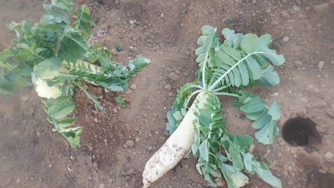野菜の様子 収獲ダイコン1本