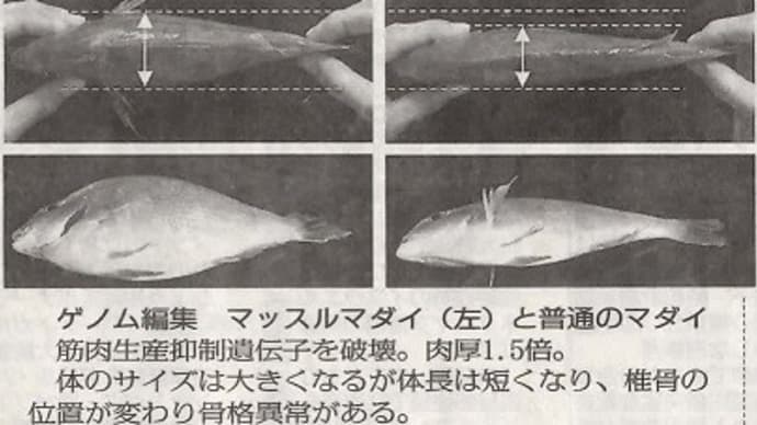 ゲノム編集魚ってご存じですか?真鯛・トラフグの巨大化目的も制御不能な遺伝子改変も/食品のカラクリ・魚介類19