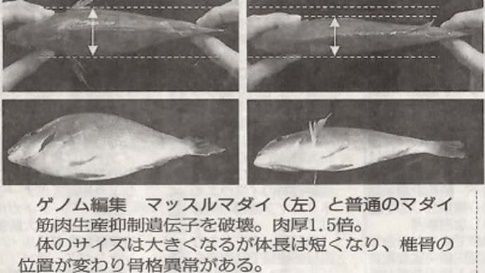 ゲノム編集魚ってご存じですか？真鯛・トラフグの巨大化目的も制御不能な遺伝子改変も／食品のカラクリ・魚介類１９