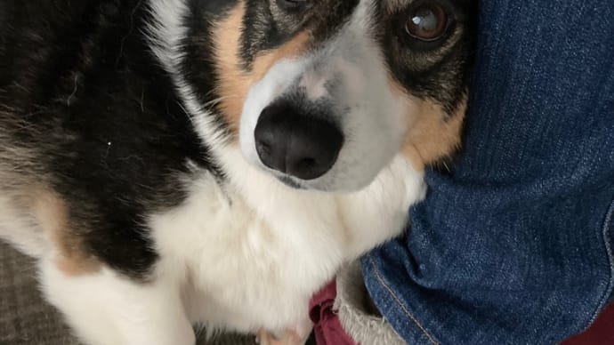 20230330の猫たちと時々犬