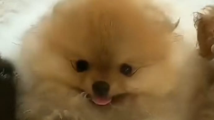おはようございます🐕