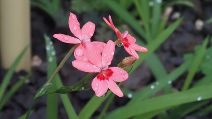庭の花