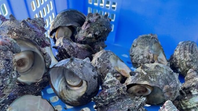 海産物直売のお知らせ