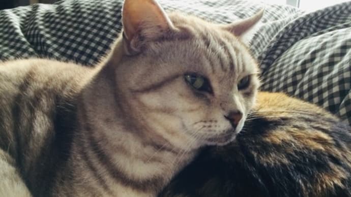 びゃーこ療養中
