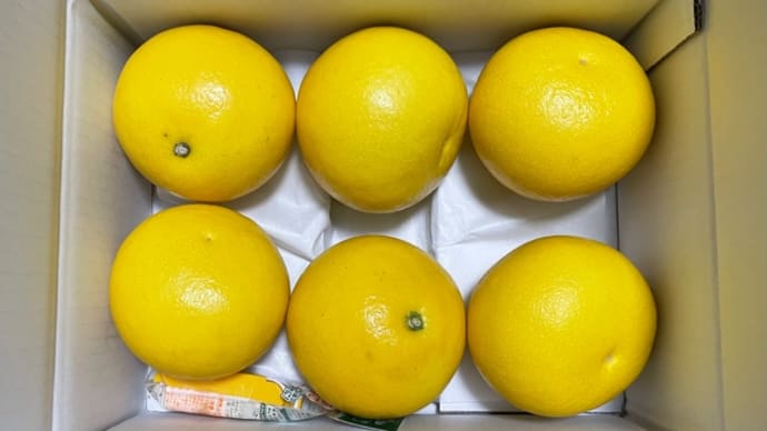 土佐文旦、ふるさと納税の返礼品です
