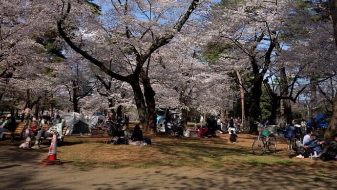 “千本桜”が咲き乱れるお花見スポット大宮公園前編
