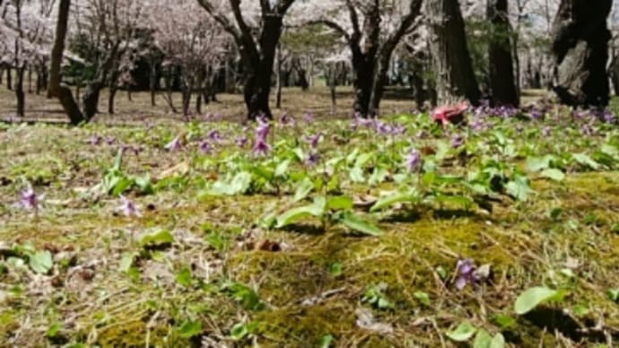 桜林公園 桜とカタクリのお花