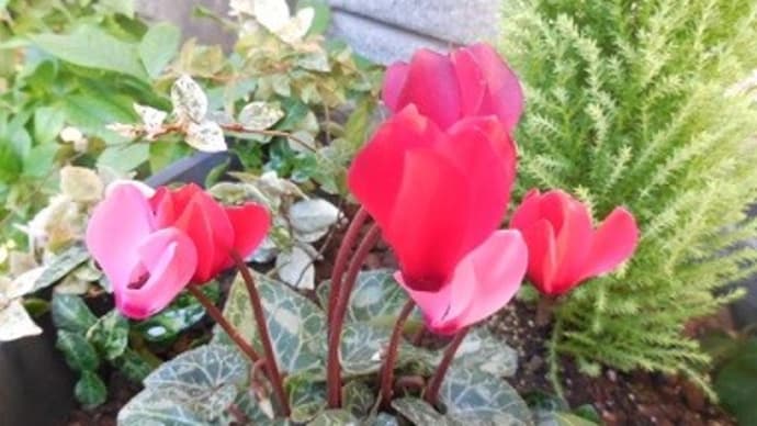 26、姥芙蓉 ②