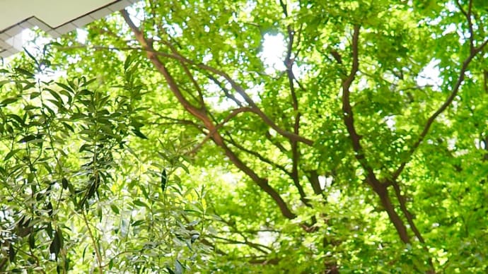 緑の季節