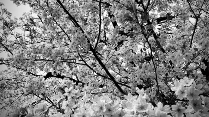 オサンポ walk - 植物plant: 白い色のさくら a white cherry blossom (Sakura)