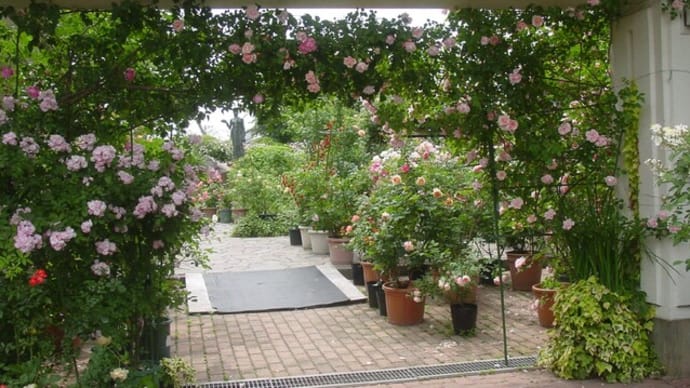 「東御市文化会館薔薇祭り⑤」~写真と短歌で綴る世界文化紀行
