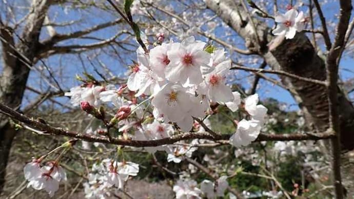 Cerasus ×yedoensis
