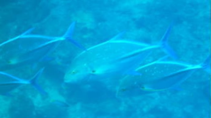 この魚も~