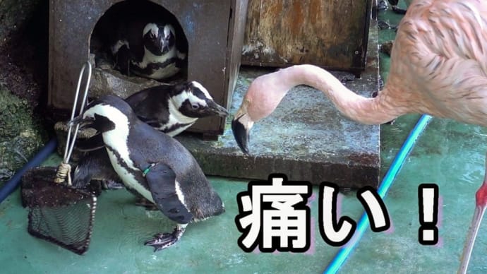 【みとしー】ケープとチリーとフンボルト【動画】