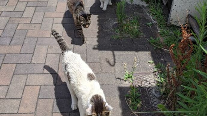 「猫の島」の不思議…🙄