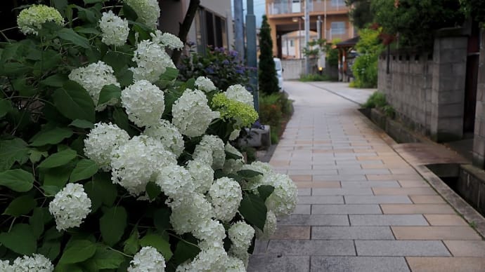 ★鯛萬の井戸周辺の紫陽花（松本市）2023