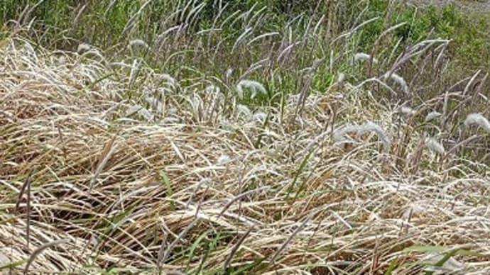 初夏の花・華コレクション2023/ほわほわ草②チガヤっ原