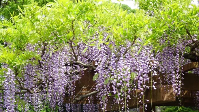 新宿御苑 藤と八重桜