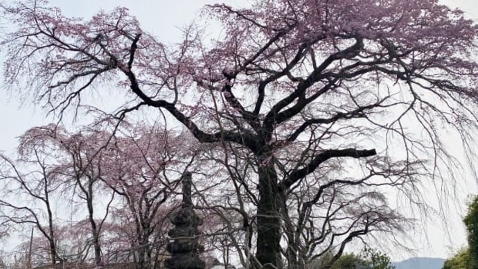 桜守「佐野藤右衛門」邸の桜咲いてます