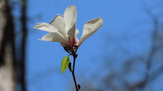 高ボッチ高原・鉢伏山で最近咲いている花　コブシ（辛夷）