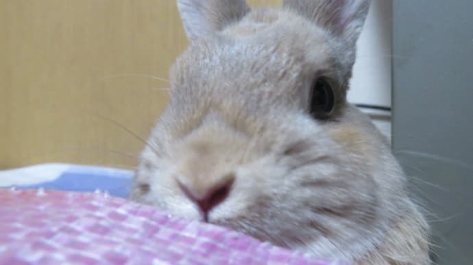 わちゃまるインフォメーション