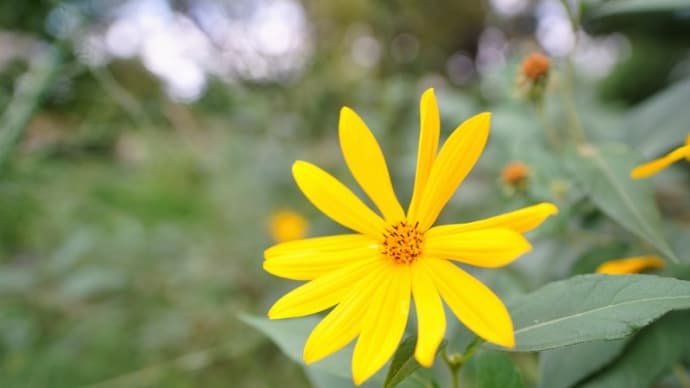 イヌキクイモ、ダンギク、トリカブト・・・(赤塚植物園 2021.10.10撮影)