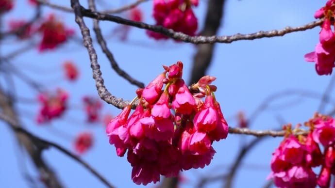 ２０２４・３・２　関内桜通りに寒緋桜咲く。