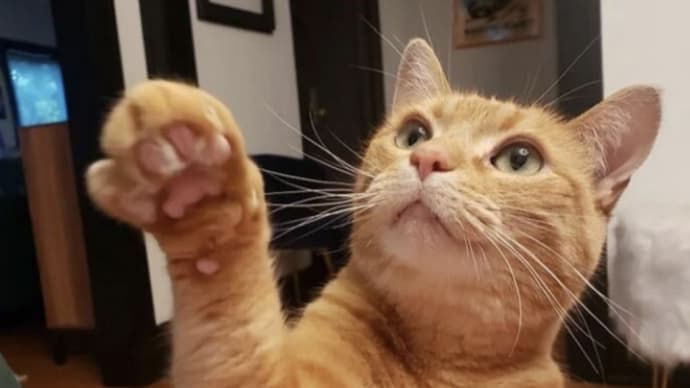 一枚の写真『ちょっとちょっと、待った!!』