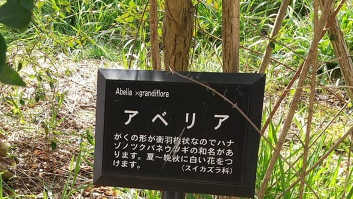 【運動公園の木③】アベリア