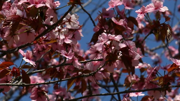 北海道の遅い春の桜10-1