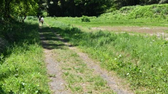 2020年5月14日　森の散歩道