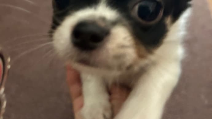 犬の幼稚園って行った方がいいにかなあ➰🐶