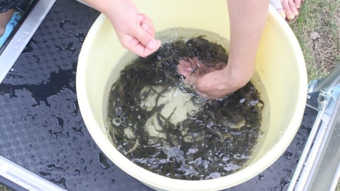 「水田漁業の竹製漁具とどじょうつかみ体験」を実施いたしました!