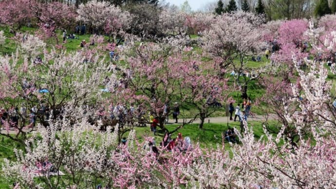 札幌・街の一コマ　：　平岡公園の梅林で満開の梅の花を楽しむ＜札幌にて春花を楽しむ＞