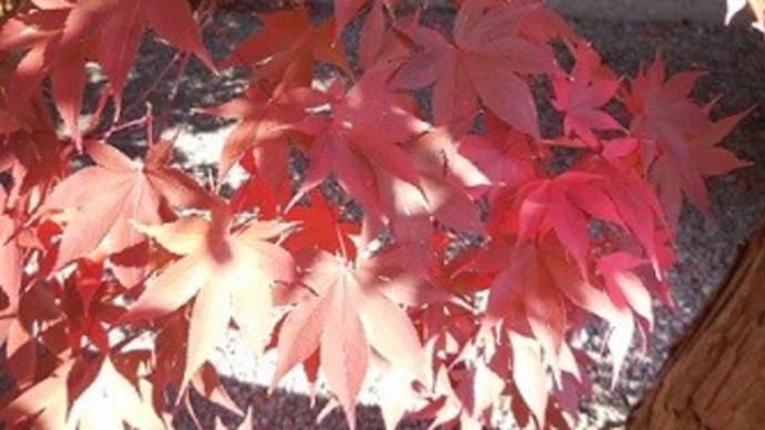16、松風 ②