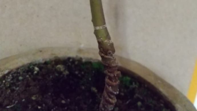 今年のもみじ 〈植え替え〉
