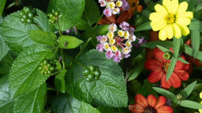 ●我が家の１０月の花（13）　ランタナの実　　ハエトリハナグモ　ジニア