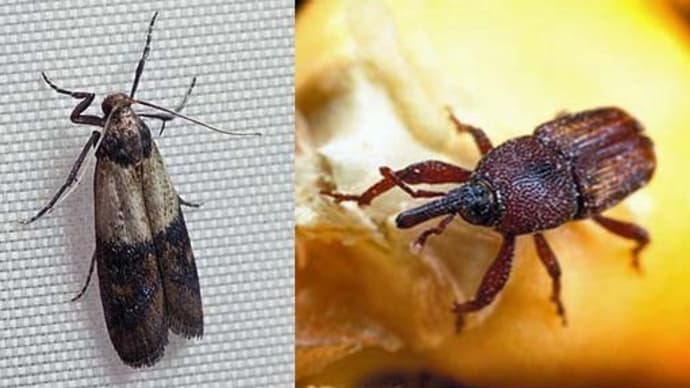 つづれ米 と米食い虫の話 自在コラム