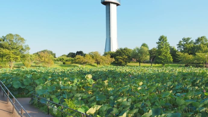 夏の終わりの古代蓮