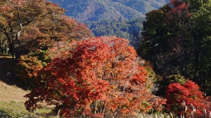 大峰高原◆七色大カエデ ⇒ 中カエデ