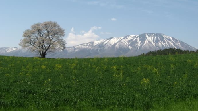 小岩井に行きました。