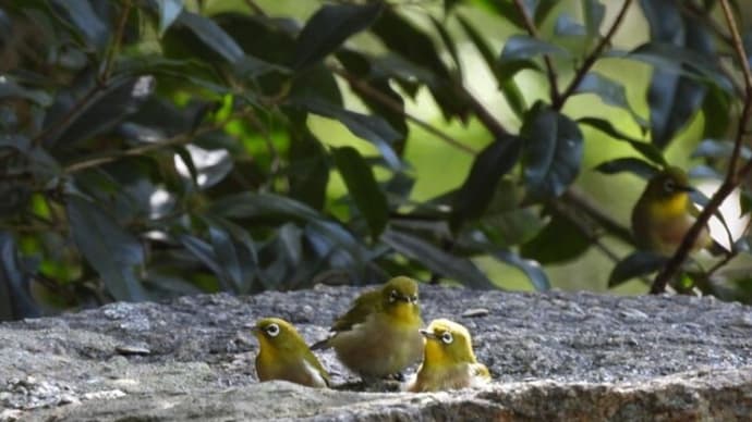 野鳥の水浴び さあ みんな一緒に水浴びだ~!! (大阪城公園)