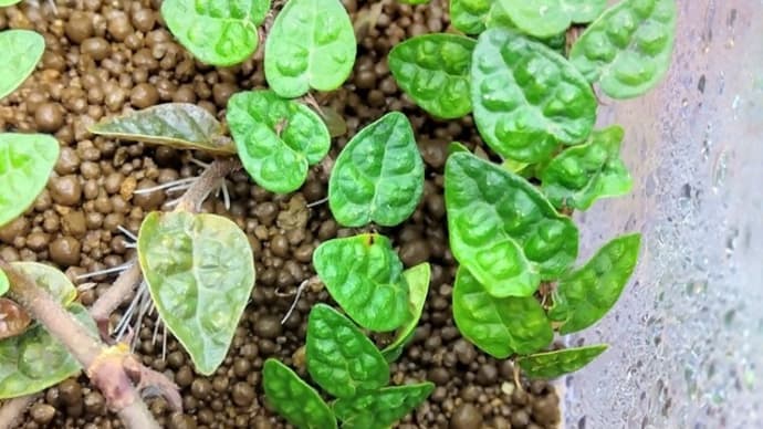草?木?続編