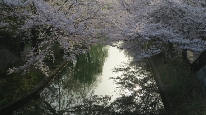 桜祭りが終わって・・・