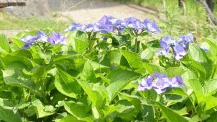 初夏の里山2021 ~ホタルの里の紫陽花~