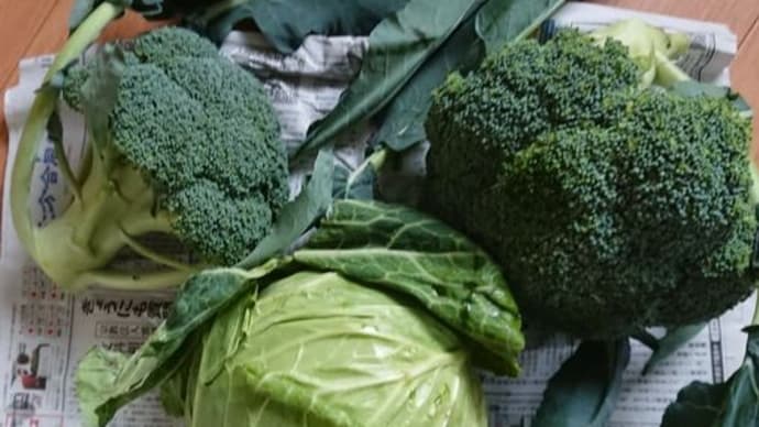 頂き野菜や収穫野菜