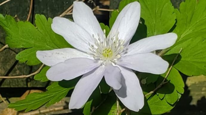 庭の山野草色々
