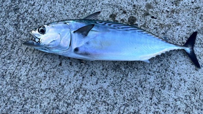 去年の自分のバカぁ!@釣りサカナ (╥_╥)