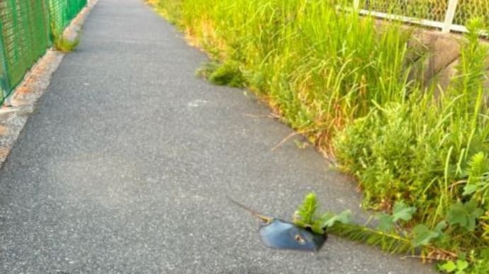 道端になぜか『エイ』が・・・