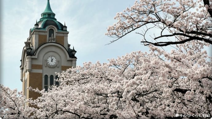 荒池公園の桜